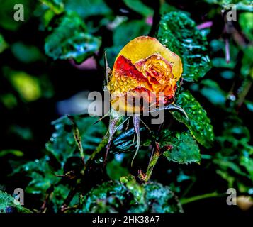 USA, Oregon, Charleston, Shore Acres State Park Stockfoto