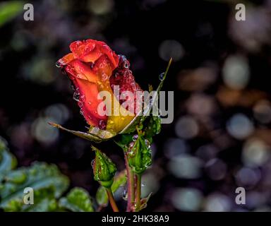 USA, Oregon, Charleston, Shore Acres State Park Stockfoto