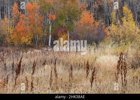 Herbst in den Rocky Mountains Stockfoto