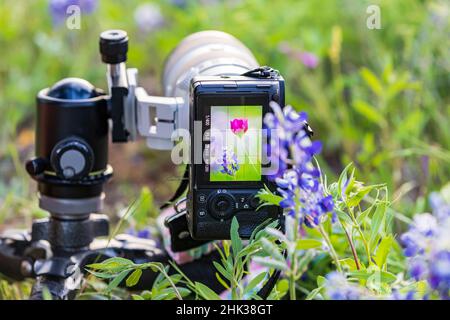 Llano, Texas, USA. Kamera in Wildblumen im Texas Hill Country. Stockfoto