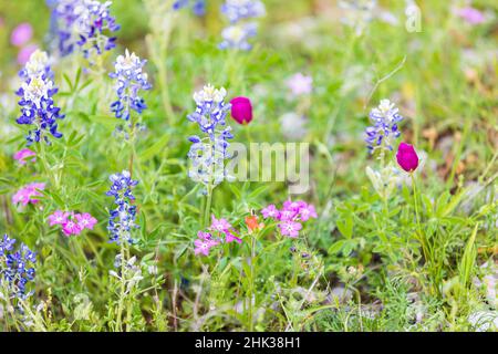 Llano, Texas, USA. Bluebonnet und Drummond's Phlox Wildblumen im Texas Hill Country. Stockfoto