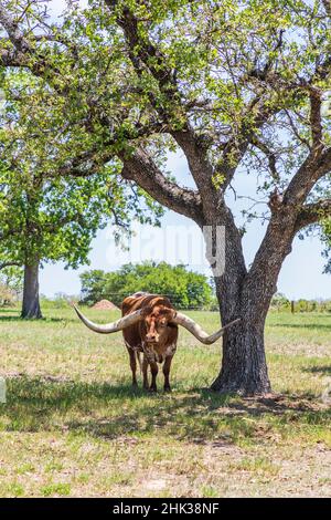 Marble Falls, Texas, USA. Longhorn-Rinder im Texas Hill Country. Stockfoto