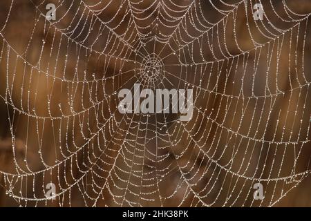 Morning Dew auf Orb Spider Web Stockfoto