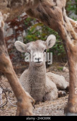 Bighorn Schaf Lamm ruht hinter der Mutter Stockfoto