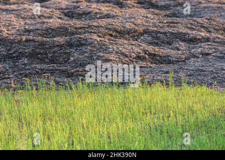 Castroville, Texas, USA. Braun-äugige Susan-Blumen und ein Felshügel. Stockfoto
