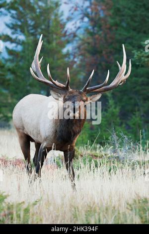 Bull Elk hallten Stockfoto