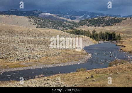 Grizzly Country, Grizzly Bear Sau mit Cub Stockfoto