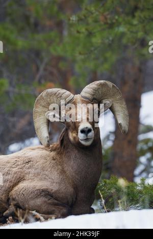 Bighorn Schaframm, frühen Frühling in den Rockies Stockfoto