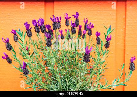 Colfax, Staat Washington, USA. Blühende Lavendelpflanze an einer orangen Wand. Stockfoto