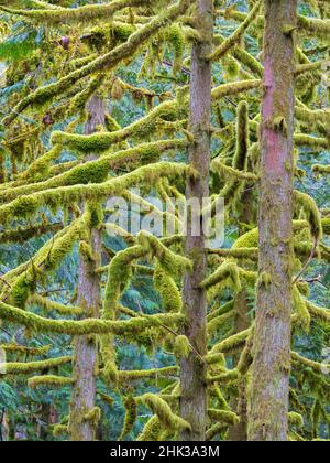 Washington State, Tiger Mountain, Moos bedeckte Tannenbäume Stockfoto