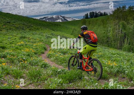 USA, Wyoming. Mann Mountainbike im Singletrack. (MR) Stockfoto