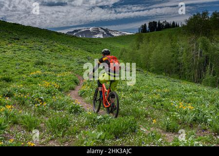 USA, Wyoming. Mann Mountainbike im Singletrack. (MR) Stockfoto