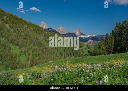 USA, Wyoming. Geranium und Laub-Balsamroot-Wildblumen auf der Wiese westlich der Teton Mountains Stockfoto