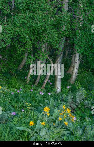 USA, Wyoming. Aspen Trunks, Arrowleaf Balsamroot und Geranium Wildblumen im Frühsommer Stockfoto