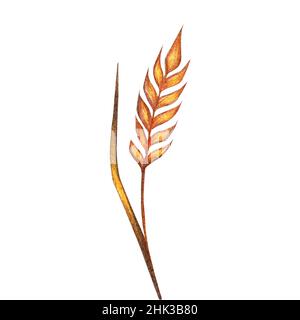 Aquarell Weizen, Hafer, Roggenspikeletts Produktabbildung. Lackierte isolierte natürliche Bio-frische Öko-Lebensmittel auf weißem Hintergrund Stockfoto