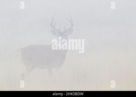 Weißschwanz-Hirschbock im dichten Morgennebel Stockfoto