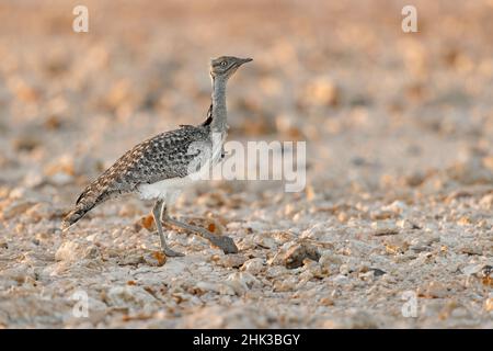 Afrikanische Houbara, Llanos de Tindaya, Furteventura, Canarias, Spanien, Dezember 2021 Stockfoto