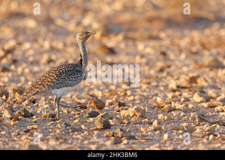 Afrikanische Houbara, Llanos de Tindaya, Furteventura, Canarias, Spanien, Dezember 2021 Stockfoto