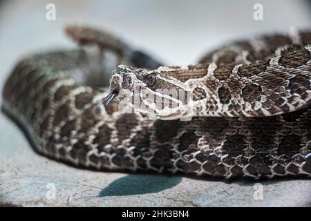 Die giftige westliche Massasuga-Rattlesnake ist in Nordamerika beheimatet. Stockfoto