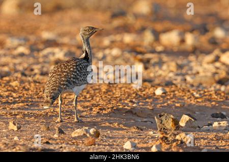 Afrikanische Houbara, Llanos de Tindaya, Furteventura, Canarias, Spanien, Dezember 2021 Stockfoto