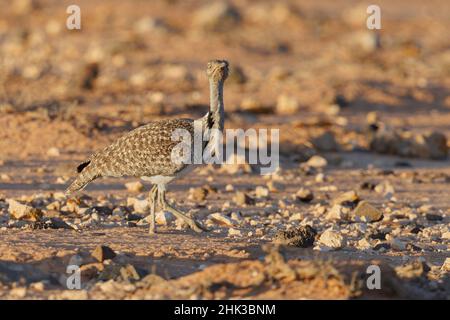 Afrikanische Houbara, Llanos de Tindaya, Furteventura, Canarias, Spanien, Dezember 2021 Stockfoto