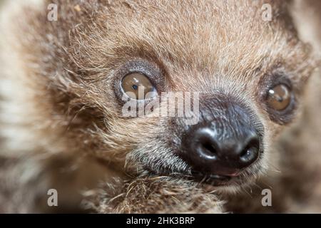 Das juvenile Zweizehen-Faultier hat schöne Augen. Stockfoto