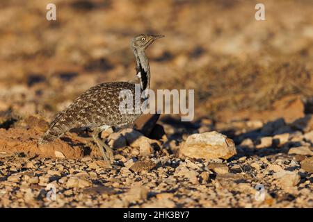 Afrikanische Houbara, Llanos de Tindaya, Furteventura, Canarias, Spanien, Dezember 2021 Stockfoto