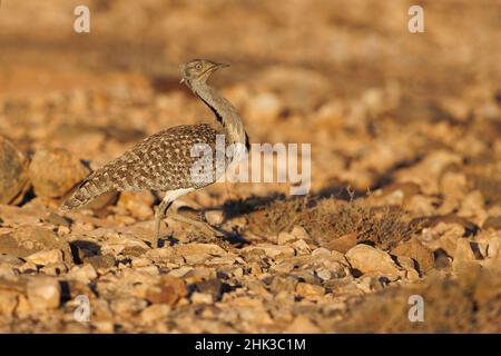 Afrikanische Houbara, Llanos de Tindaya, Furteventura, Canarias, Spanien, Dezember 2021 Stockfoto