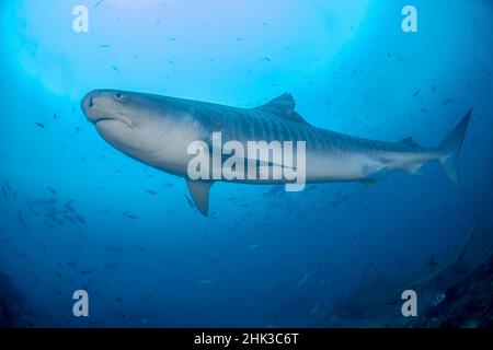 Südpazifik, Fidschi. Nahaufnahme des Tigerschides. Kredit als: Jones & Shimlock / Jaynes Gallery / DanitaDelimont.com Stockfoto