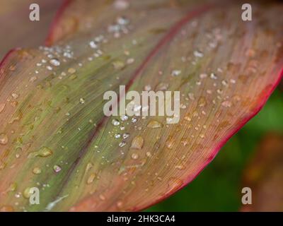 Fidschi, Taveuni Island. Wassertropfen auf einem roten und grünen Blatt. Stockfoto