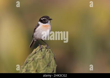 Fuerteventura Chat, La Matilla, Fuerteventura, Kanarische Inseln, Dezember 2021 Stockfoto