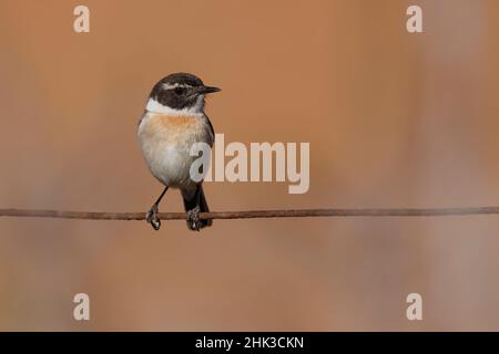 Fuerteventura Chat, La Matilla, Fuerteventura, Kanarische Inseln, Dezember 2021 Stockfoto