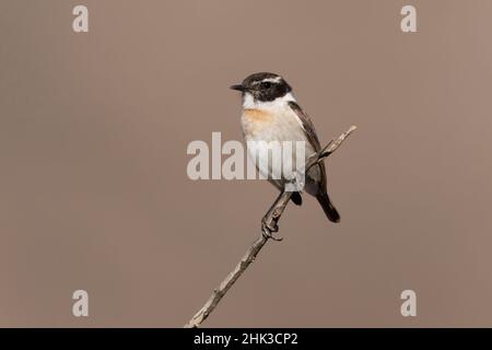 Fuerteventura, Stonechat, La Matilla, Fuerteventura, Kanarische Inseln, Januar 2022 Stockfoto