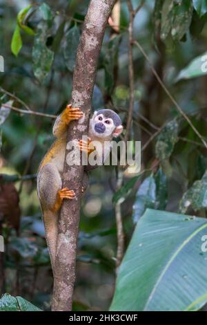 Südamerika, Brasilien, Amazonas, Manaus, Amazon EcoPark Jungle Lodge, gemeinsame Totenkopfäffchen, Saimiri sciureus. Gemeinsame Squirrel Affen in den Bäumen Stockfoto
