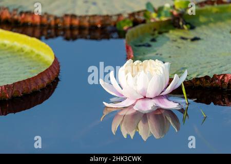 Südamerika, Brasilien, der Pantanal, Blume des riesigen Seerosenblattes, Victoria amazonica. Tag alte Blume eines riesigen Seerosenunterlage. Stockfoto