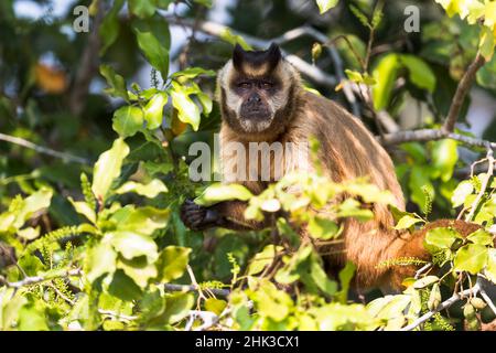 Südamerika, Brasilien, das Pantanal, braune Kapuziner Affen, Cebus apella. Braune Kapuziner Affen essen von Früchten in einem Baum. Stockfoto