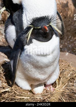 Rockhopper Penguin (Eudyptes chrysocome chrysocome) auf Nest, Unterart westlicher Rockhopper Penguin (Eudyptes chrysocome). Südamerika, Falkland Isla Stockfoto