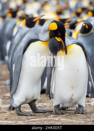 Balz-Anzeige. Königspinguin auf den Falklandinseln. Stockfoto