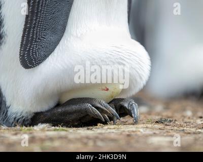 Das Ei wird vom erwachsenen Königspinguin beim Balancieren auf den Falkland-Inseln bebrütet. Stockfoto