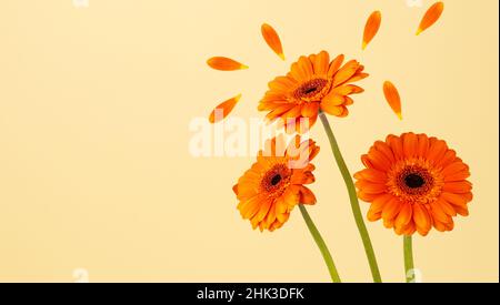 Bouquet von schönen orangefarbenen Gerbera Blumen auf gelbem Hintergrund. Grußkarte mit Gerbera Blumen. Stockfoto