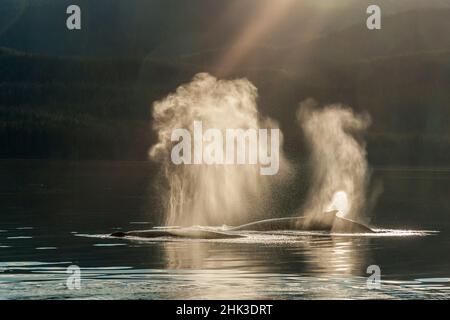 USA, Alaska, Tongass National Forest. Buckelwale tummeln sich an der Oberfläche. Kredit als: Cathy & Gordon Illg / Jaynes Gallery / DanitaDelimont.com Stockfoto