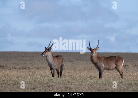 Afrika, Kenia, Laikipia Plateau, Ol Pejeta Conservancy. Defassa-Wasserbock. Stockfoto