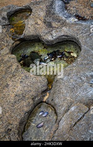 USA, Alaska, Chichagof Island, Basket Bay. Herzförmiger Pool in Felsen. Kredit als: Don Paulson / Jaynes Gallery / DanitaDelimont.com Stockfoto