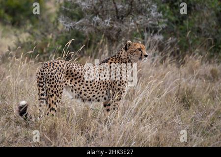 Afrika, Kenia, Laikipia Plateau, Ol Pejeta Conservancy. Männlicher Gepard, gefährdete Arten. Stockfoto