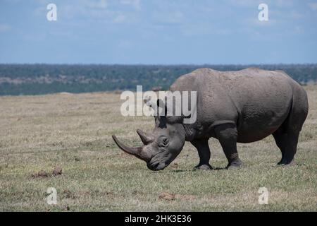 Afrika, Kenia, Ol Pejeta. Südliches Weißnashorn (Ceratotherium simum simum) bedrohte Art. Stockfoto