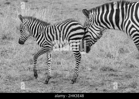 Afrika, Kenia, Serengeti, Maasai Mara. Plains Zebra, auch bekannt als gemeine oder Burchells Zebrastute und Fohlen. Stockfoto