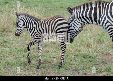 Afrika, Kenia, Serengeti, Maasai Mara. Plains Zebra, auch bekannt als gemeine oder Burchells Zebrastute und Fohlen. Stockfoto