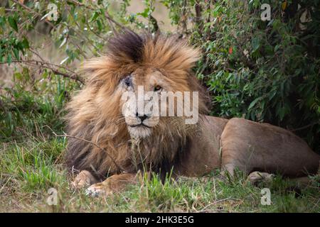 Afrika, Kenia, Serengeti, Maasai Mara. „Scar Face“, eines der ältesten männlichen Löwen in der Mara Stockfoto