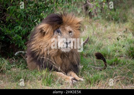 Afrika, Kenia, Serengeti, Maasai Mara. „Scar Face“, eines der ältesten männlichen Löwen in der Mara Stockfoto
