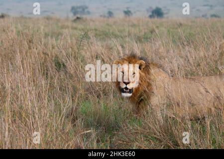 Afrika, Kenia, Serengeti Plains, Maasai Mara. Männlicher Löwe im Lebensraum von hohem Gras Stockfoto